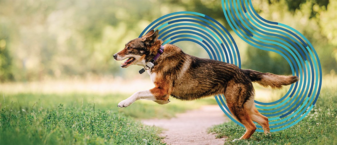 To become the Apple Watch of pet collars, Fi is keeping VC in the doghouse